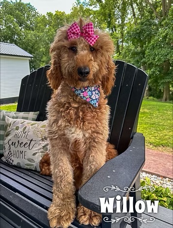 Willow